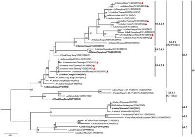 Diversity of genotypes and pathogenicity of H9N2 avian influenza virus derived from wild bird and domestic poultry